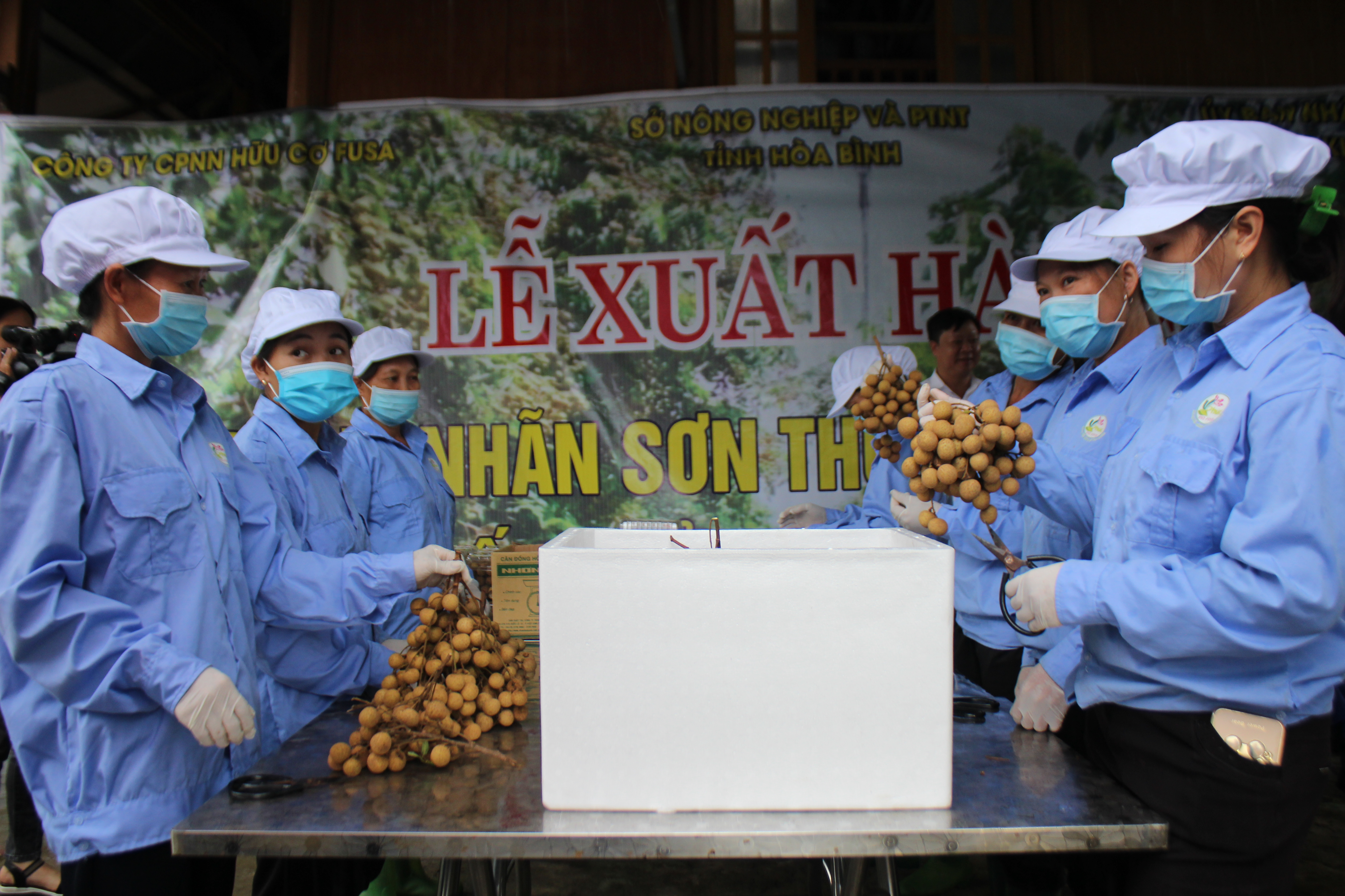 Công nhân HTX Dịch vụ nông nghiệp Sơn Thủy đóng gói sản phẩm nhãn Sơn Thủy trước khi xuất khẩu sang thị trường EU. Ảnh: Phi Long