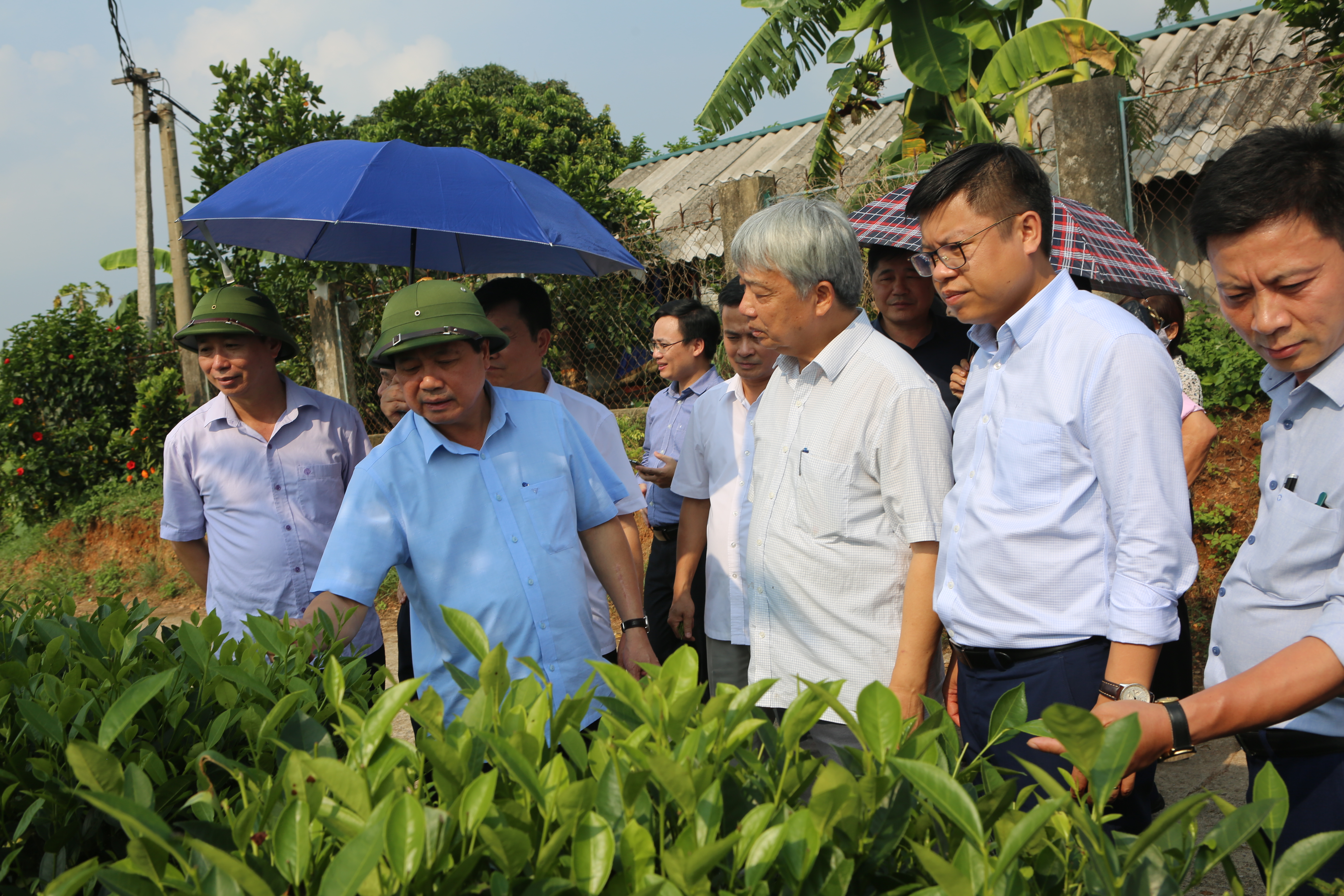 Ông Nguyễn Hữu Tài - Chủ tịch Hiệp hội chè Việt Nam cùng đoàn đại biểu thăm mô hình sản xuất chè tại xã Tân Cương, thành phố Thái Nguyên.