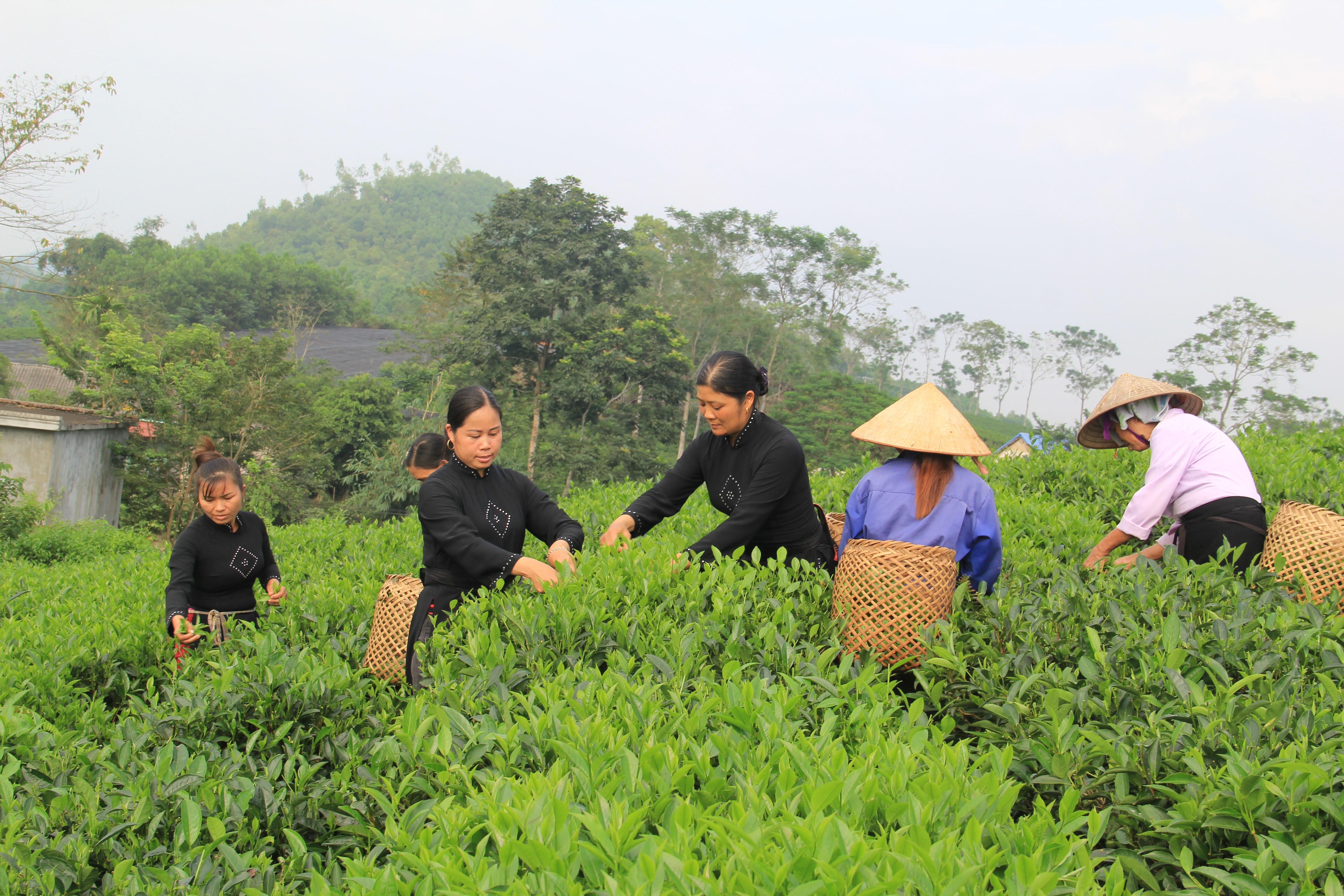 Người dân làng nghề chè Phú Hội, xã Sơn Phú thu hái chè