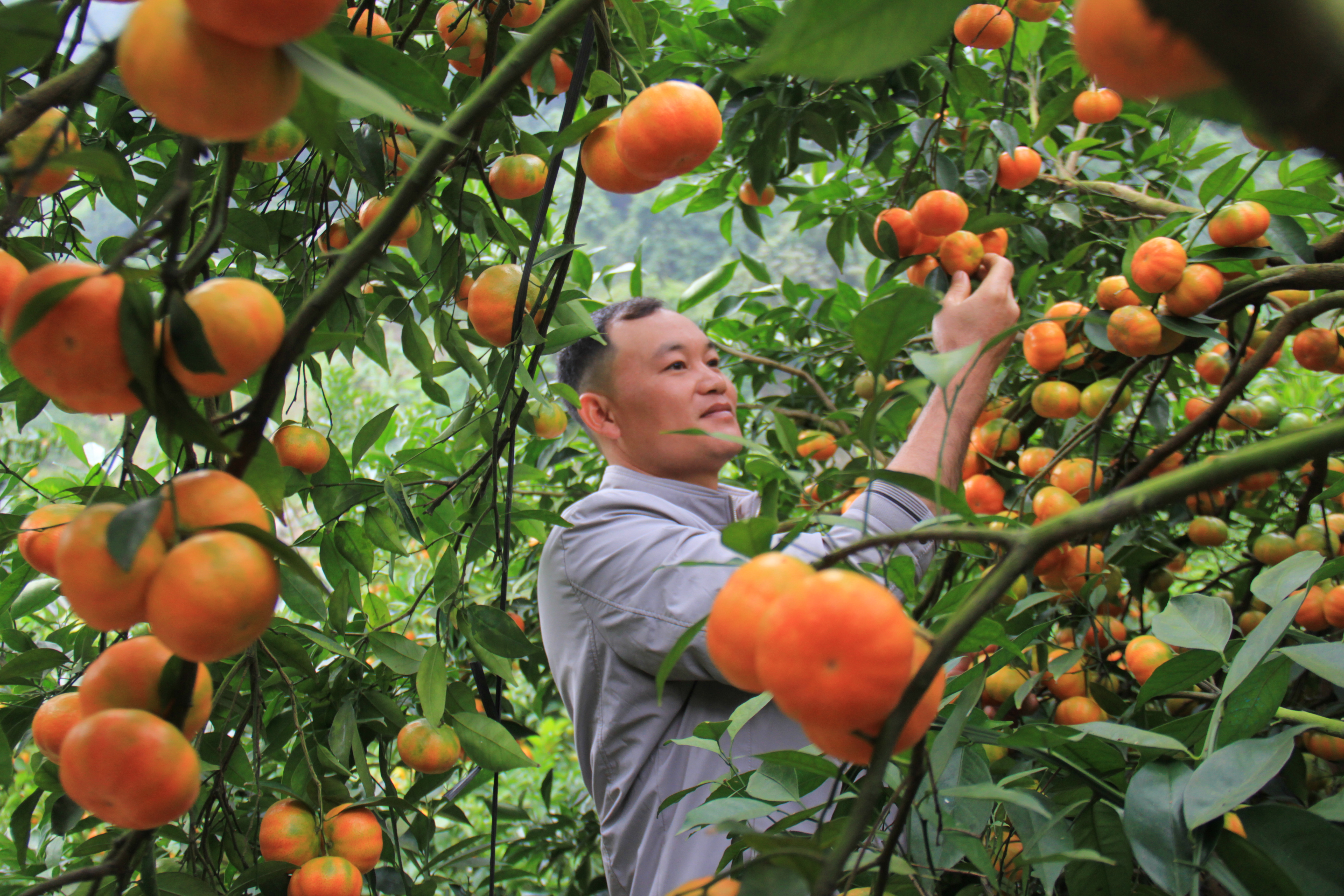 Cam canh tại tiểu khu Bản Ôn mẫu mã đẹp, quả ngọt thanh... được nhiều thương lái tìm mua. Ảnh Nam Trứ.