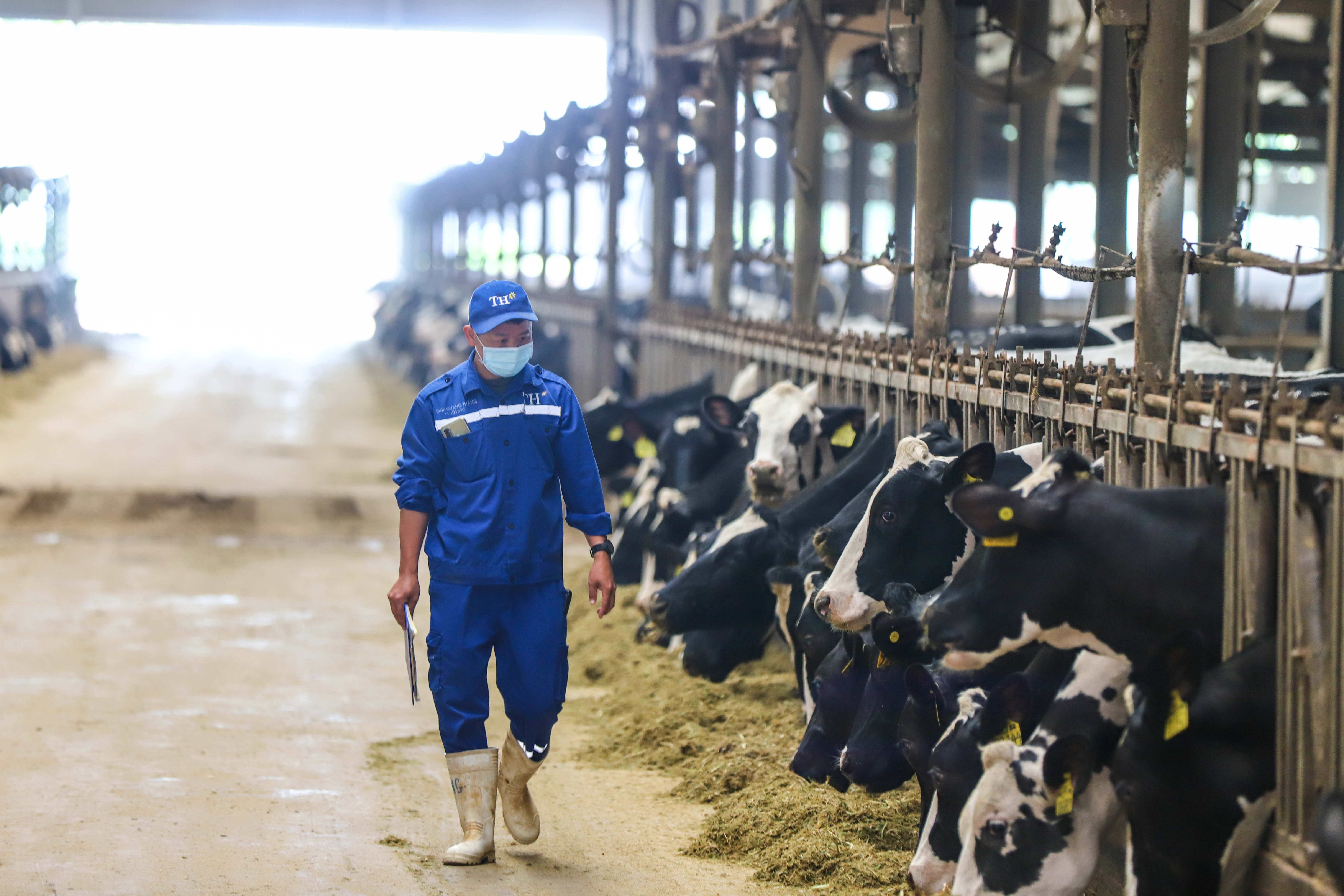 Hành trình viết nên kỳ tích của tập thể Anh hùng Lao động TH true MILK - Ảnh 1