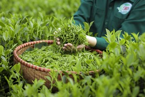 Khám phá "mùa vàng" của đệ nhất trà đinh