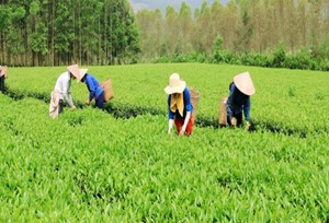 Thị trường Halal: Cánh cửa hội nhập dài hạn cho chè Phú Thọ