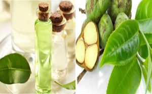 Thành phần hóa học và ứng dụng đa dạng của dầu hạt chè 
