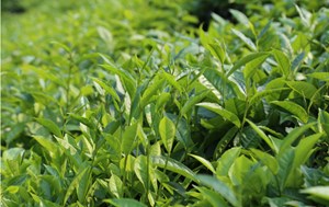 Bức tranh toàn cảnh thị trường trà châu Á – Thái Bình Dương đến năm 2035