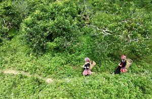 Việt Nam: Khai thác tiềm năng trà cổ thụ, vươn tầm thế giới