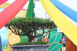 Lễ hội Hương sắc trà xuân 2025: Tôn vinh trà Tân Cương và nghề trồng chè Thái Nguyên