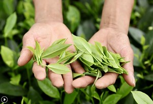 Chè Xuân vụ sớm: Hương vị Tết Nguyên đán đang đến gần