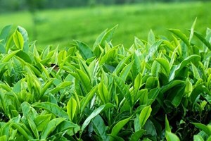 7 tác dụng của lá chè xanh trong làm đẹp da