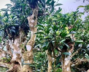 Trà Shan tuyết cổ thụ Tây Bắc