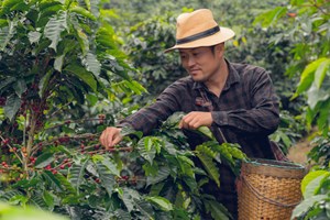 Giá cà phê tăng mạnh đầu năm 2024, nông dân hái quả ngọt