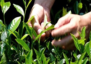 Xuất khẩu chè 2025: Thách thức lớn về giá