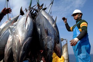 Xuất khẩu cá ngừ đạt 1 tỷ đô trong năm 2022