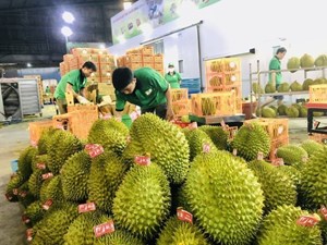 Xuất khẩu rau quả Việt Nam hứa hẹn bứt phá trong năm 2024