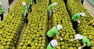 Thêm nhiều nông sản Việt Nam có cơ hội vào thị trường Trung Quốc