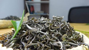 Chè Shan tuyết Hà Giang: Vị ngọt sâu từ núi rừng cao nguyên