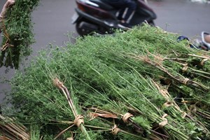 Hương Tết về với lá mùi già 