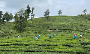 Lào Cai và cuộc cách mạng "xanh hóa" vùng nguyên liệu: Khẳng định vị thế thủ phủ chè hữu cơ miền núi phía Bắc