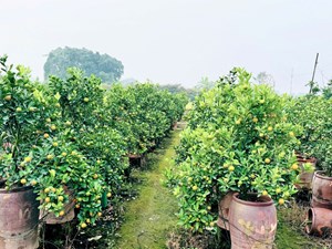 Sắc xuân khởi nhịp: Thị trường đào, quất, hoa Tết 2026 vào mùa rực rỡ