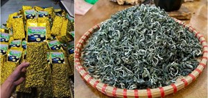 Chỉ dẫn địa lý và giá trị bản địa của chè Việt