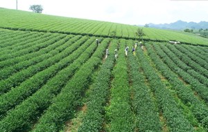 Nghị định 37/2026/NĐ-CP: Cơ hội tái cấu trúc chuỗi giá trị ngành chè