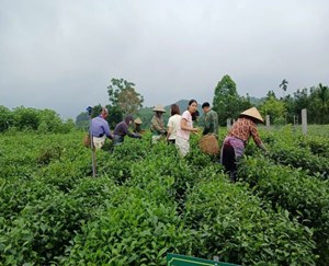 Chè OCOP trước làn sóng tiêu chuẩn xanh toàn cầu