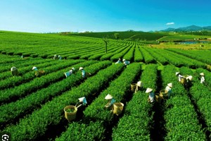 Pakistan: Trụ cột xuất khẩu và chiến lược của chè Việt