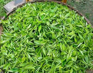 Bảo Thắng phát triển bền vững ngành chè