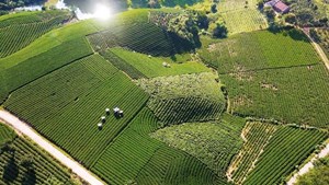 Xu hướng sản xuất, tiêu thụ và xuất khẩu chè toàn cầu đến năm 2032