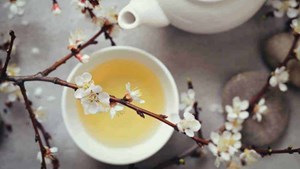 Trà Suối Giàng: Di sản núi rừng Tây Bắc