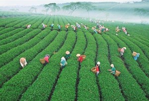 Chè Việt Nam: Khẳng định vị thế trên thị trường quốc tế