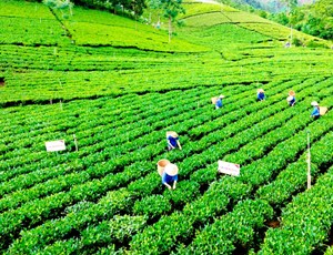 Chè Việt 2026: Tìm động lực từ thị trường mới