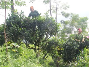 Chè cổ thụ Sơn La: Vàng xanh cho rừng và sinh kế bền vững