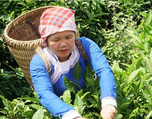 Cây chè: Sinh kế bền vững giúp phụ nữ vùng cao Lào Cai làm chủ kinh tế