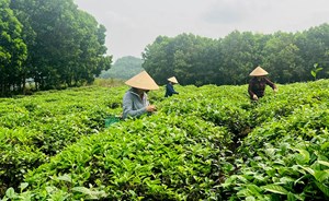Tuyên Quang - Điểm sáng xuất khẩu chè trong năm 2024