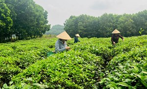 Tuyên Quang: Tiềm năng và định hướng phát triển ngành chè đến năm 2030