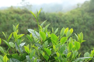 Khởi sắc để tái định vị đẳng cấp chè Việt