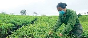 Mộc Châu - Lời hẹn của mùa xuân