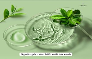 Tại sao chiết xuất trà xanh lại “gây sốt” trong ngành mỹ phẩm?