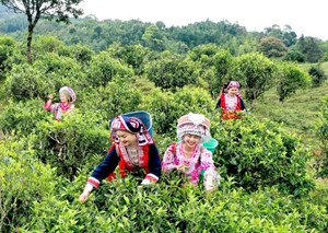 Chè Shan tuyết Hoàng Su Phì: Báu vật núi rừng vươn xa thế giới