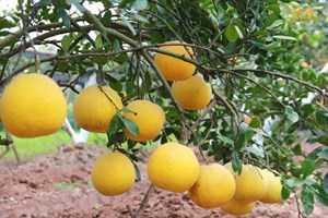 Những loại trái cây ngọt lành của mùa xuân