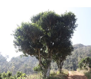 Những cây chè kể chuyện trăm năm trên đỉnh Pha Đét