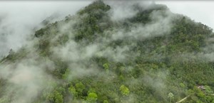 Chè Hà Giang: Bản sắc làm nên thương hiệu
