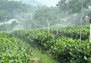 Thái Nguyên đẩy mạnh ứng dụng công nghệ và sản xuất chè an toàn