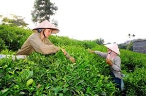 Thái Nguyên phát triển ngành chè 2025 - 2030: Hướng tới chất lượng cao, bền vững và hội nhập quốc tế