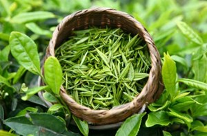 Lấy lại vẻ óng mượt cho mái tóc khô sơ với trà xanh