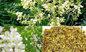 Tác dụng của trà hoa hòe với sức khỏe
