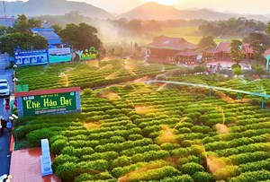 Sở hữu trí tuệ: Chìa khóa để nông sản HTX thoát thế bị động về giá