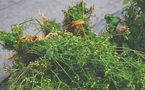 Nao nao hương mùi già - Hương vị không thể thiếu của Tết Việt