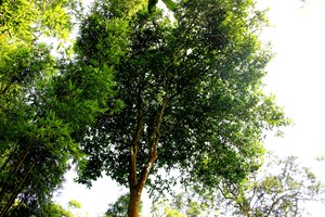 Thái Nguyên: Bảo tồn và phát huy giá trị di sản cây chè cổ ở Minh Tiến